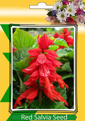 CYBEXIS Flower - Salvia Blaze of Fire Seed(1 g)