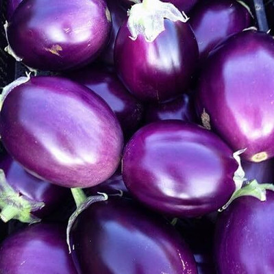 KNESSiN Organic New Brinjal Eggplant Vegetable ( Seeds) Seed(2000 per packet)