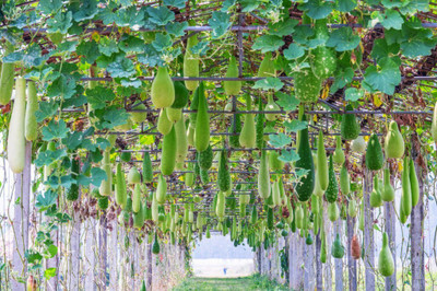 BISWAS Hybrid Bottle Gourd Seeds For Your Home Gardening Seed(55 per packet)