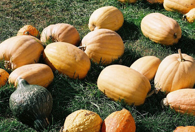 WILLVINE LX-683 Kentucky Field Pumpkins Butternut Winter Squash Seed(50 per packet)