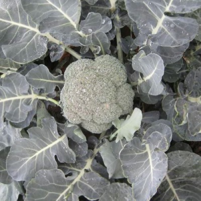 CYBEXIS Broccoli Calabrese - Ironman - Seeds2000 Seeds Seed(2000 per packet)