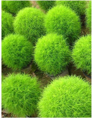 Availstore Burning Bush - Kochia scoparia seeds Seed(50 per packet)