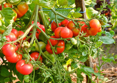 Dia tomato Seed(35 per packet)
