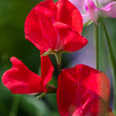 VibeX ® LXI-263 Sweet Peas Royal Scarlet Seed(50 per packet)