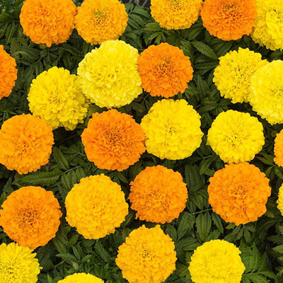XOLDA Exotic mix marigold Seed(15 per packet)