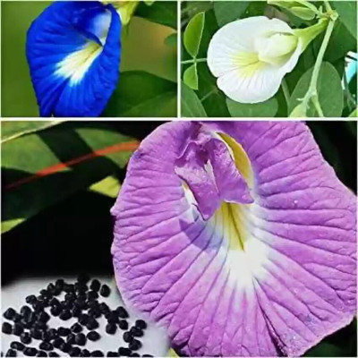 jkfarm Aparajita, Asian Pigeonwings, Nilkantha Seed(18 per packet)
