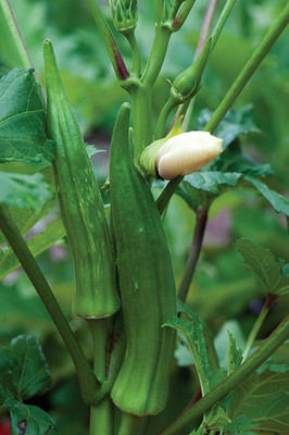 DROXTY OKRA Seed(200 per packet)