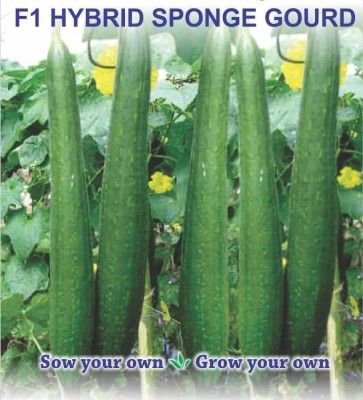 VibeX Green sponge gourd[50 Gms, 250 Seeds] Seed(250 per packet)