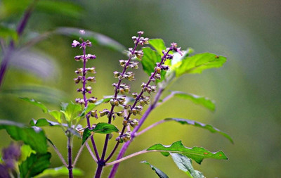 KNESSiN Krishna Black Tulsi-{2000 Seeds} Seed(2000 per packet)