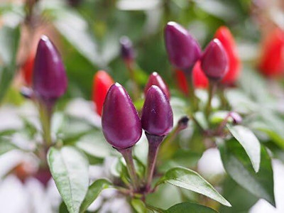 Qualtivate RES-3A RAINBOW PEPPER MULTI COLORED CHILLI Seed(300 per packet)