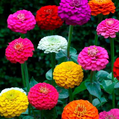 Lorvox Zinnia Double Mixed Color Flower Seed(50 per packet)