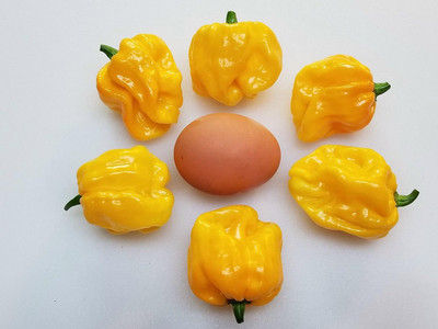 Biosnyg High Yield Sweet Frontera Pepper Seeds For Planting-(2000 Seeds) Seed(2000 per packet)