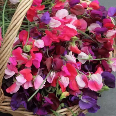 MAA Sweet Pea Seed(37 per packet)