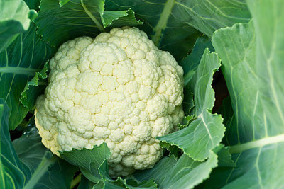 Harcog white cauliflower,gobhee seeds Seed(13 per packet)
