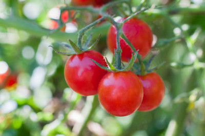 GROOT tomato Seed(60 per packet)