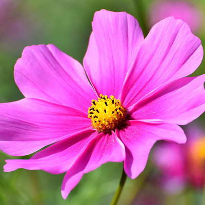 ZIXA Cosmos Flower Seeds Seed(50 per packet)