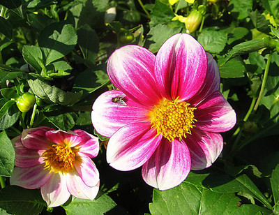 CYBEXIS Rare Flower Dahlia Seeds Seed(1 g)