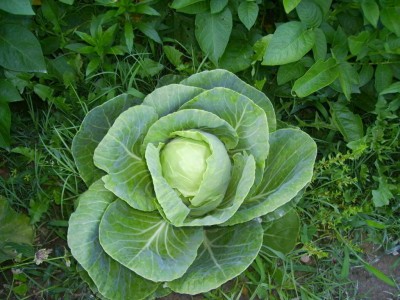 Quentova WAKEFIELD CABBAGE Brassica-GAV Seed(100 per packet)