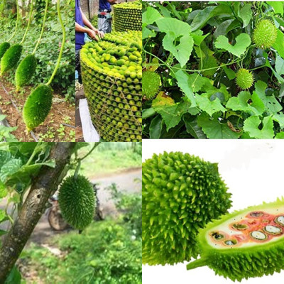 ibains Spiny gourd seed biij 11 Seed(11 per packet)