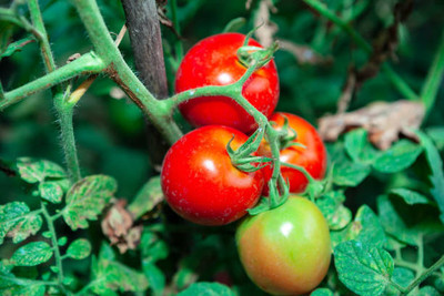 greenhut tomato Seed(85 per packet)