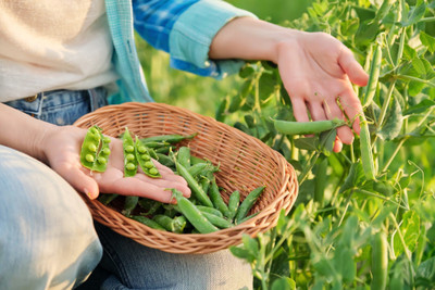 Quentova Peas Seeds-IACR-22D Seed(50 per packet)