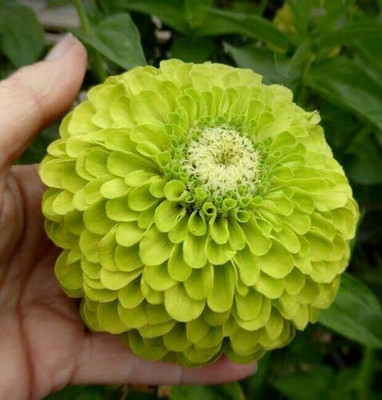 CYBEXIS Green Zinnia Flower Seeds Seed(25 per packet)