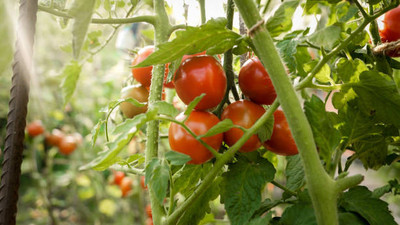 Arlo tomato Seed(55 per packet)