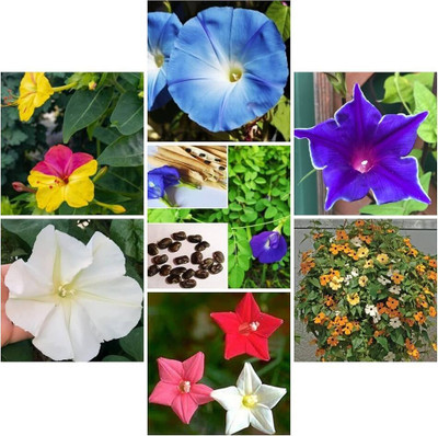 ibains All use combo flower seeds Seed(260 per packet)