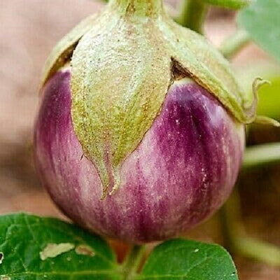 Biosnyg Early-Maturing Rotonda Bianca Sfumata di Rosa Brinjal ( Seeds) Seed(2000 per packet)