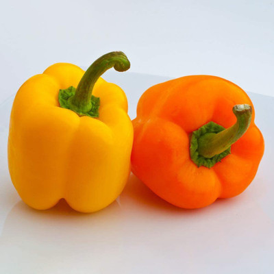 CYBEXIS Hybrid Capsicum Rainbow Bell Pepper Seeds2400 Seeds Seed(2400 per packet)