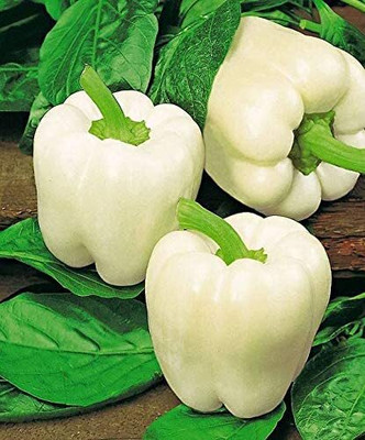 Aywal White Color shimla mirch Capsicum Seed(380 per packet)