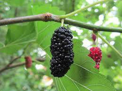 Oliver MULBERRY (shshatoot) fruit seeds Seed(30 per packet)