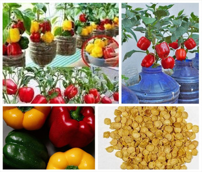 APOSOLUARD Shimla mirch,Kuda Mulagu plant seed Seed(100 per packet)