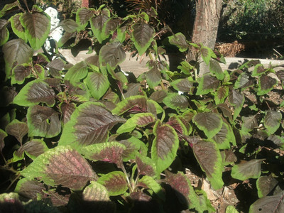 URRO Amaranth Red Stripe Seed(1000 per packet)
