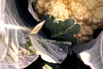 Aaradhyapriyal white cauliflower,gobhee seeds Seed(25 per packet)