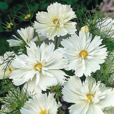 CYBEXIS LXI-73 - Cosmos PSYCHE WHITE pure-white flowers - (90 Seeds) Seed(90 per packet)