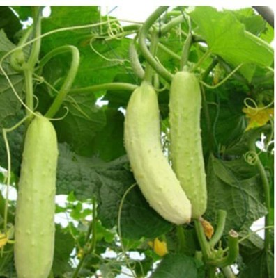 golden hills farm High Yield Cucumber White Long kakkari Seed(40 per packet)