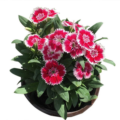 XOLDA Exotic sweet william Seed(21 per packet)