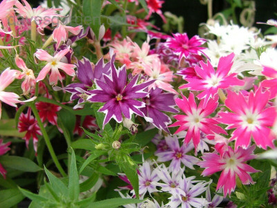 XOLDA Phox twinkle Flower Seed(21 per packet)