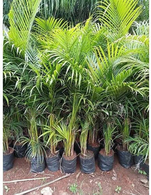Seedsqlty Bottle palm plant seeds Seed(45 per packet)