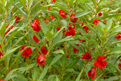 XOLDAA BALSAM FLOWER SEEDS Seed(30 per packet)