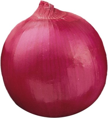 VibeX PUAS-26 - Red Creole Onion - (13500 Seeds) Seed(13500 per packet)