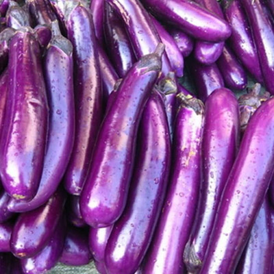 Biosnyg Brinjal Purple Long For Kitchen Gardening ( Seeds) Seed(1000 per packet)