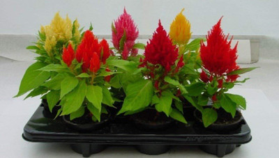 Aywal Celosia Plumose Glorious Mix Seed(80 per packet)