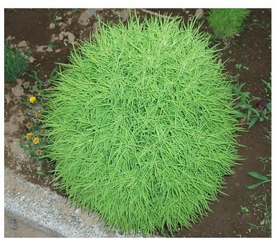 UGRA Summer Cypres / Grass Burning Seed(15 per packet)