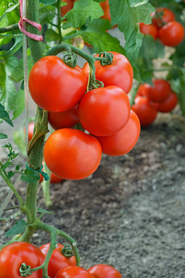 SIDDHI VINAYAK tomato Seed(140 per packet)