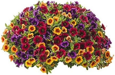 Lorvox Hollyhock double flower Seed(70 per packet)