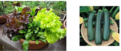 KNESSiN Lettuce Mixed Leaves & Squash/Zucchini Long Green Seed(50 per packet)