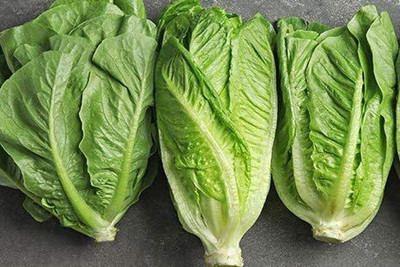 VibeX ® RXI-514 Seeds Lettuce Romaine Seed(200 per packet)