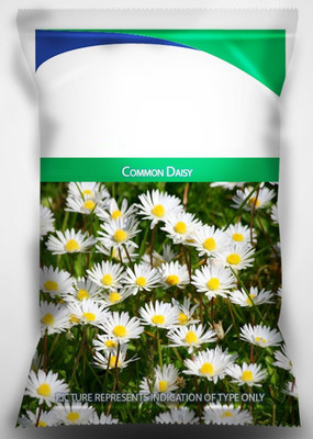 VibeX HUA-65 - F1 Common Daisy Flower - (60 Seeds) Seed(60 per packet)